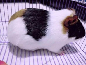 荷蘭豬能不能吃