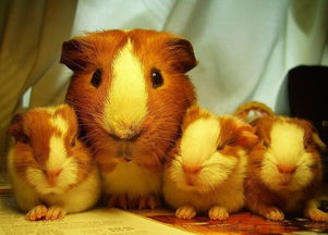 荷蘭豬是什么意思