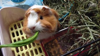 荷蘭豬是什么意思