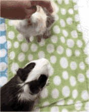 荷蘭豬是什么意思