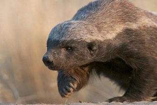 蜜獾真的很記仇么,蜜獾能殺死多大的蟒蛇