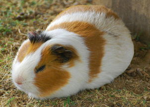 荷蘭豬多大可以懷孕