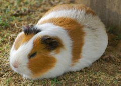 荷蘭豬多大可以懷孕