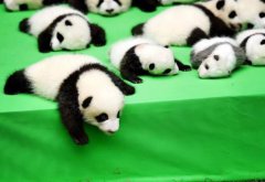 全球最小熊貓幼仔，跟雞