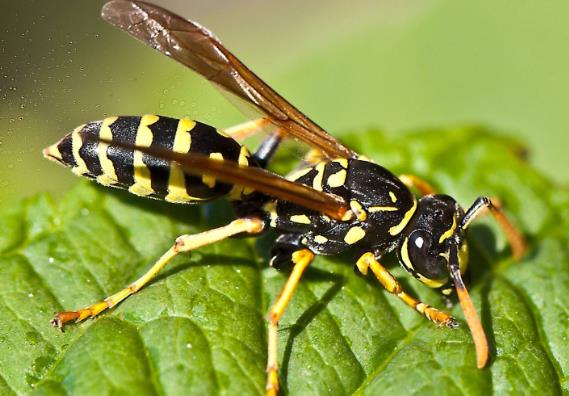 世界上最大的馬蜂，體長高達(dá)6厘米