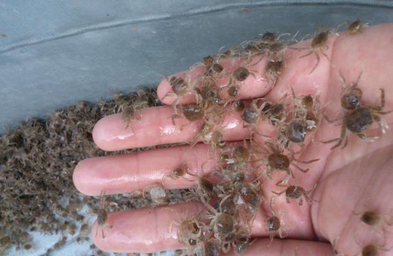 世界上最小的螃蟹,螃蟹中的小不點兒