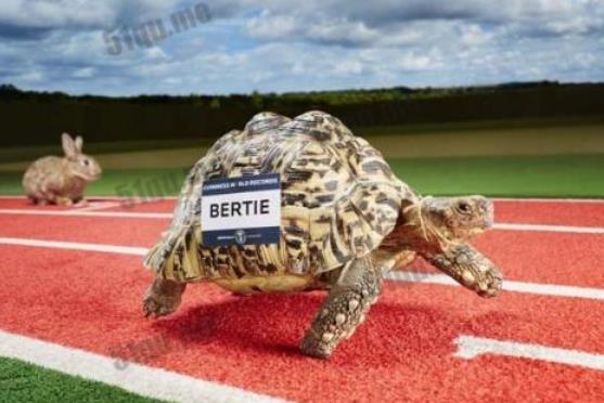 世界上爬的最快的烏龜，爬行速度超快