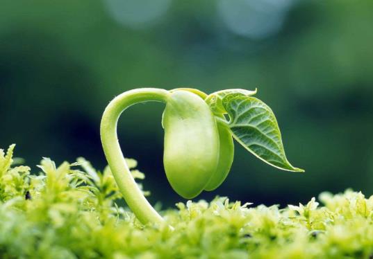 世界上最神奇的種子,云杉種子長在人體內(nèi)