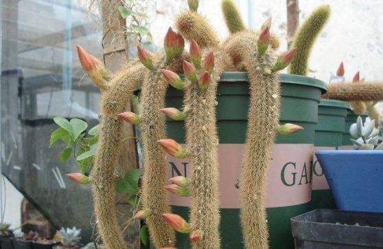 世界上最高的仙人掌，巨柱仙人掌主莖12到15米