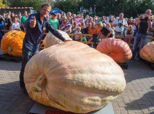 世界上最大的南瓜，高達(dá)了953.5公斤