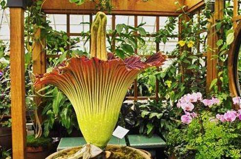 世界上最臭的花，尸香魔芋花太臭了戴防毒面具也沒用