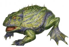 世界上最大的青蛙,魔鬼蛙