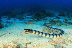 世界上年齡最大的蛇,已經