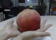 世界上最大的桃子,河北一