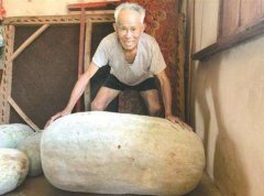 世界上最大的冬瓜，巨無