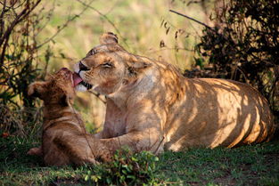 肯尼亞說什么語言