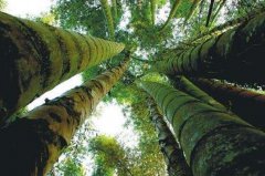 世界上最大的竹子，直徑粗達36厘米