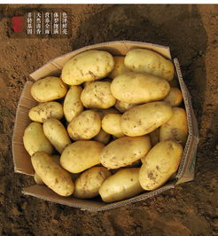 荷蘭的特產是什么