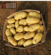 荷蘭的特產(chǎn)是什么