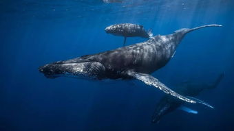 alice鯨魚還活著嗎