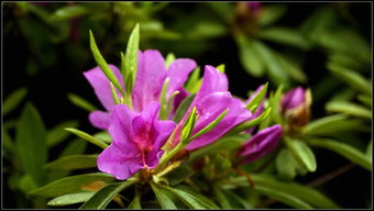 杜鵑花為什么是禁花