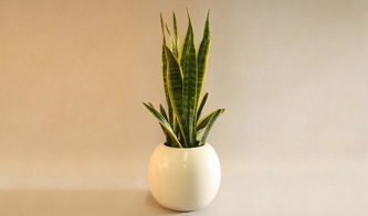 杜鵑花為什么是禁花