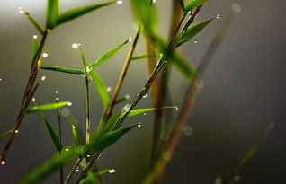 杜鵑花為什么是禁花