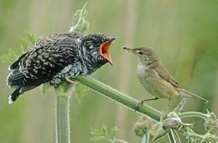 杜鵑鳥為什么不做窩