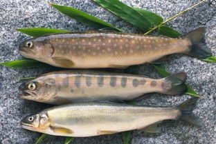 桂花魚是海魚還是淡水魚