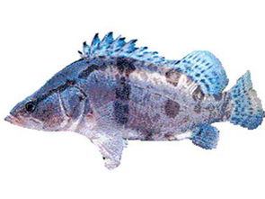 桂花魚是海魚還是淡水魚