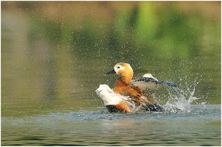 河豚欲上時是什么意思
