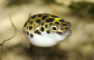 河豚欲上時是什么意思