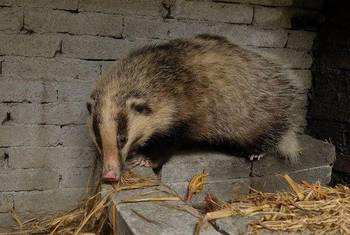 洞螈多少錢一只