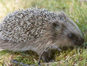 洞螈多少錢一只