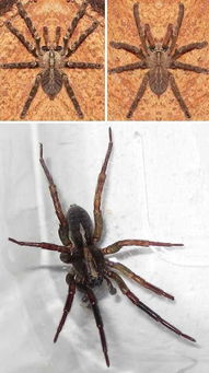 海馬是雌雄同體嗎