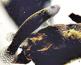 海馬是雌雄同體嗎