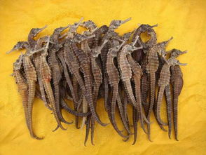 海馬是雌雄同體嗎