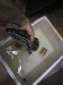 紅石斑魚多少錢一斤