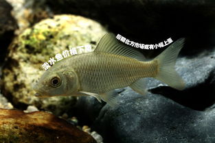 紅石斑魚多少錢一斤