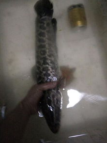 紅石斑魚多少錢一斤