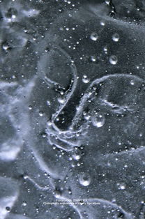 蜉蝣為什么要比喻愛情