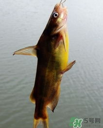 鲅魚是海魚還是淡水魚