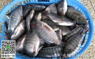 鲅魚是海魚還是淡水魚