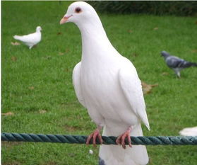 鴿子蛋多久能孵出來小鴿子