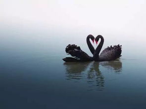 黑天鵝什么意思