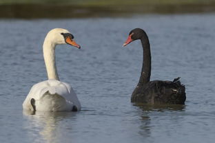 黑天鵝什么意思