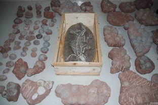 黑市恐龍蛋多少錢一個