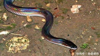 黑蛇白蛇眼鏡蛇是誰說的