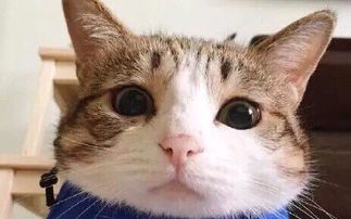 黑魚是催奶還是回奶