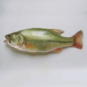 桂花魚是海魚還是淡水魚